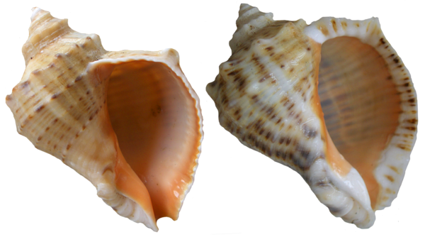 This png image - Rapana Shells PNG Clip Art, is available for free download