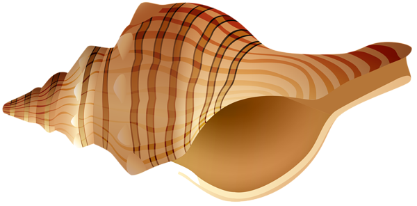 This png image - Rapane Shell Transparent PNG Clip Art Image, is available for free download