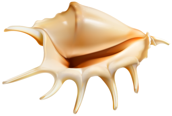 This png image - Sea Conch PNG Clip Art Image, is available for free download