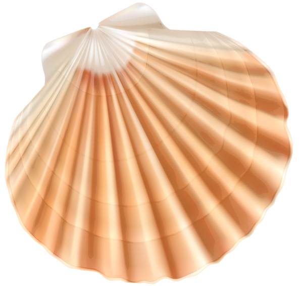 Sea Shell PNG Clipart Image Gallery Yopriceville - High