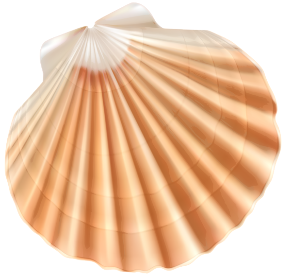 This png image - Sea Shell PNG Clipart Image, is available for free download