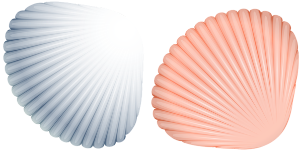 This png image - Sea Shells PNG Clipart Image, is available for free download