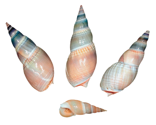 This png image - Sea Snail Shells PNG, is available for free download