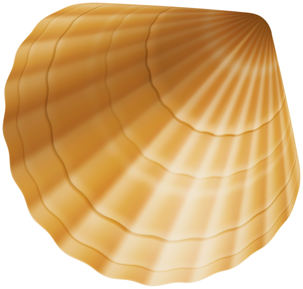 This png image - Seashell Large PNG Clipart, is available for free download