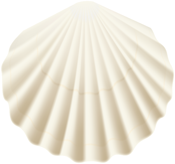 This png image - Seashell White Transparent PNG Clip Art Image, is available for free download