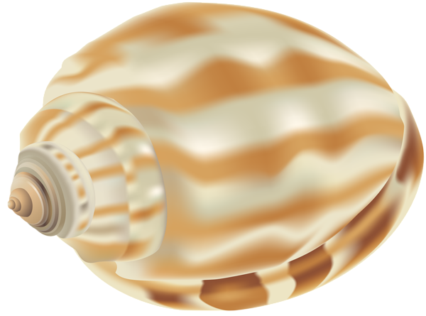 This png image - Shell PNG Clip Art Image, is available for free download
