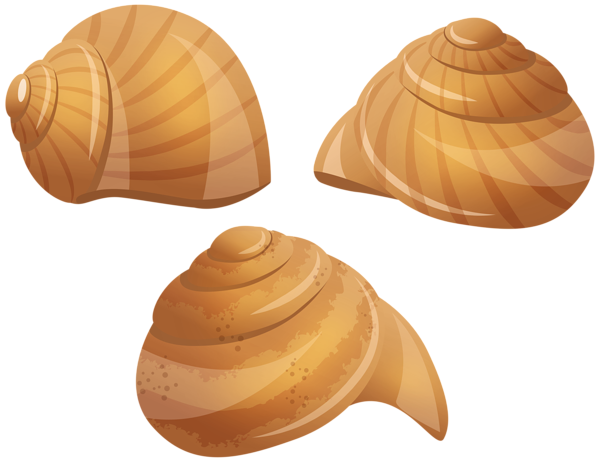 This png image - Snail Shells PNG Transparent Clipart, is available for free download
