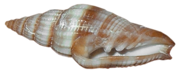 This png image - Transparent Sea Snail Shell, is available for free download