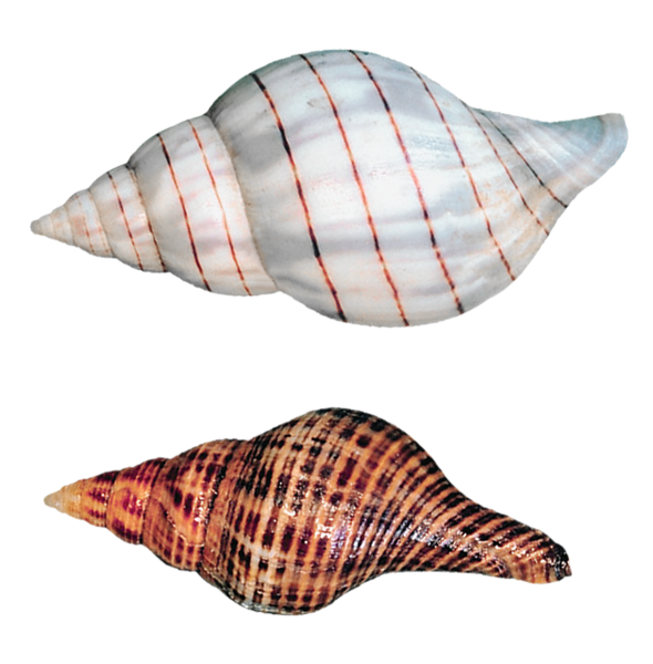 This png image - Transparent Sea Snails Shells PNG Picture, is available for free download