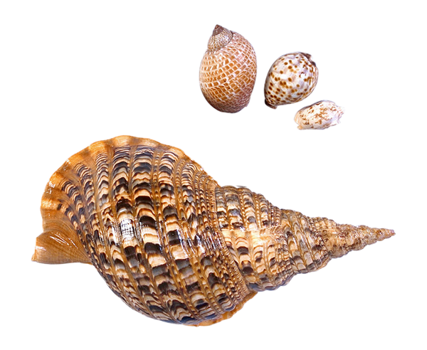 Transparent Sea Snails Shells Picture | Gallery Yopriceville - High