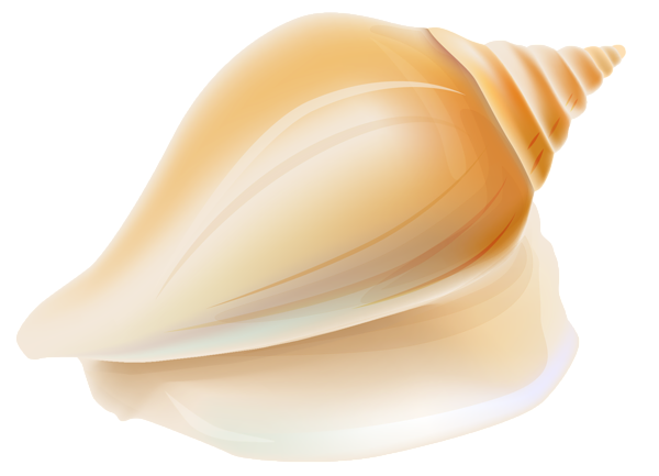 This png image - Transparent Seashell PNG Clipart, is available for free download
