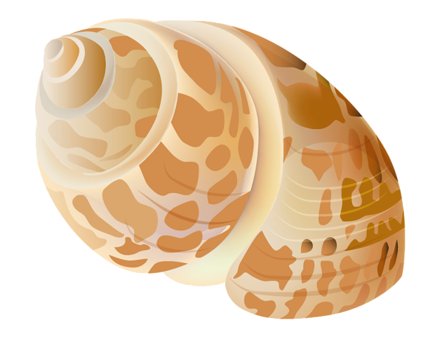 This png image - Transparent Seashell PNG Picture, is available for free download