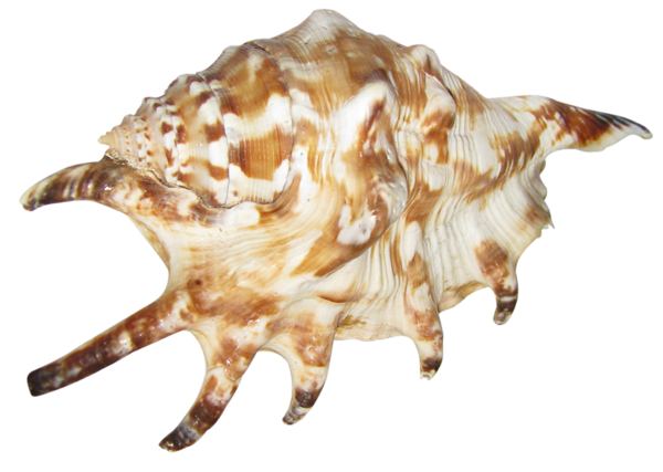 This png image - Transparent Seashell Picture, is available for free download