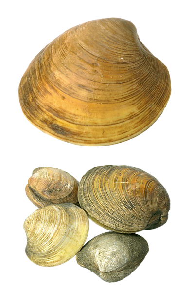This png image - Transparent Seashells PNG Picture, is available for free download