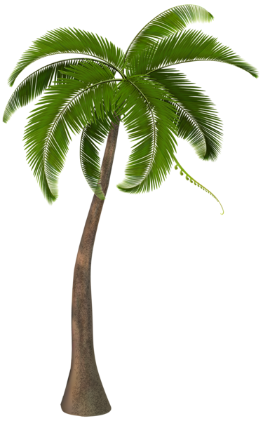 This png image - Beautiful Palm Tree PNG Clipart Image, is available for free download