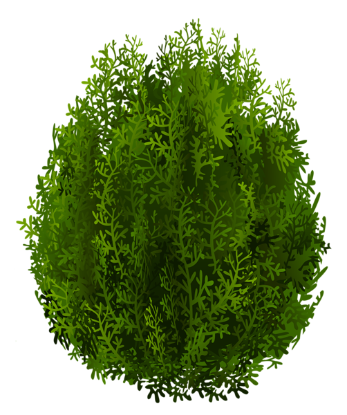 This png image - Cypress PNG Clipart Image, is available for free download