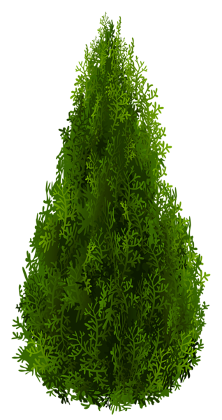 This png image - Cypress PNG Clipart Picture, is available for free download