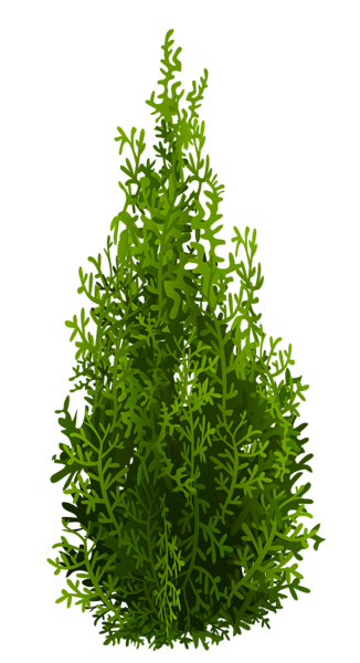 This png image - Cypress PNG Picture, is available for free download