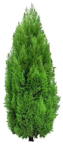 This png image - Cypress Tree PNG Clipart, is available for free download
