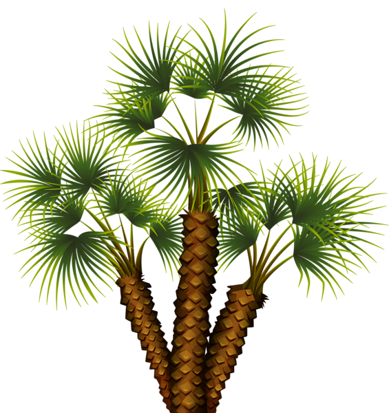 This png image - Exotic Palm Tree Transparent PNG Clip Art Image, is available for free download