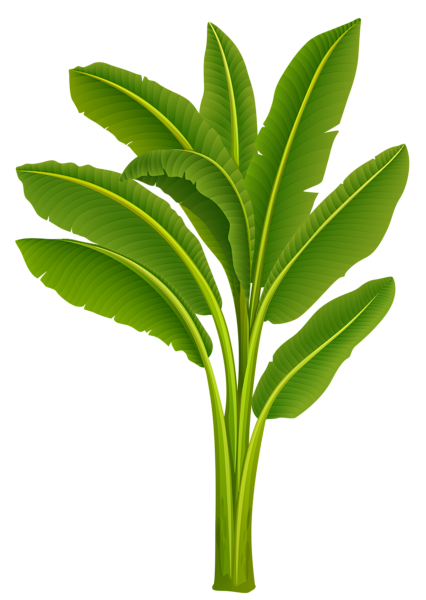 This png image - Exotic Tree PNG Image, is available for free download