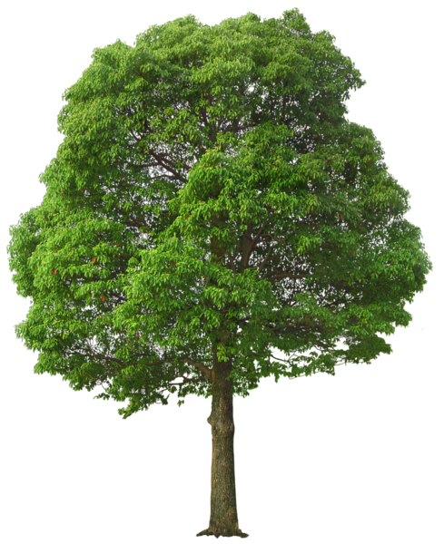 This png image - Large Green Tree PNG Picture, is available for free download