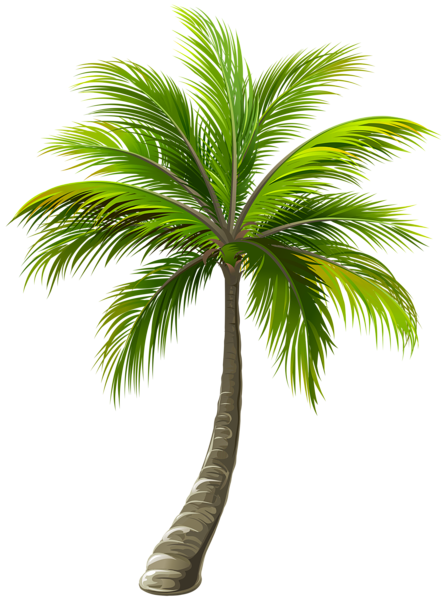This png image - Palm PNG Clip Art Image, is available for free download