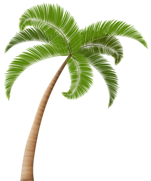 This png image - Palm PNG Clip Art Transparent Image, is available for free download