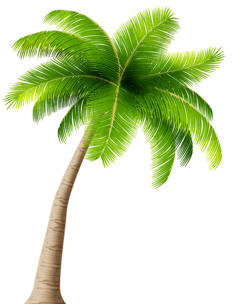 Palm Transparent PNG Image | Gallery Yopriceville - High ...