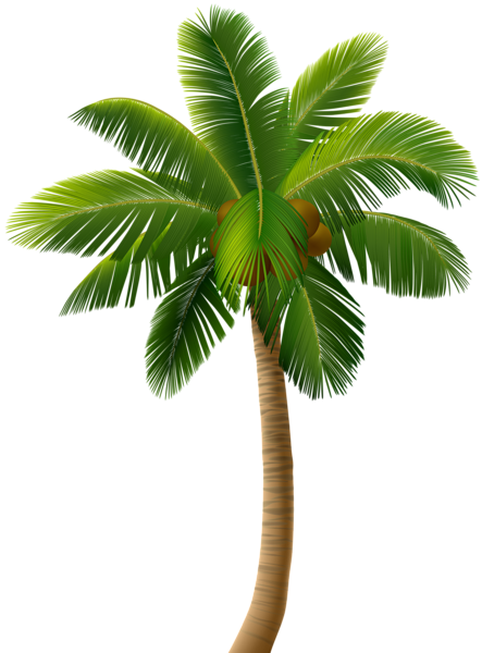 This png image - Palm Tree PNG Clip Art Image, is available for free download