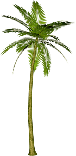This png image - Palm Tree PNG Clipart Picture, is available for free download