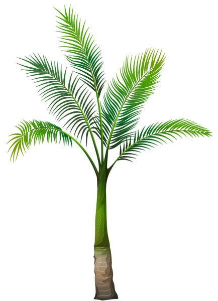 This png image - Palm Tree PNG Image, is available for free download