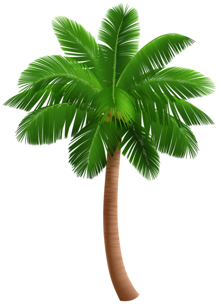 This png image - Palm Tree Realistic PNG Transparent Clipart, is available for free download