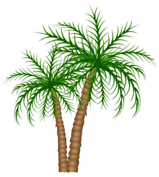 Palm Trees PNG Clipart Picture | Gallery Yopriceville - High-Quality