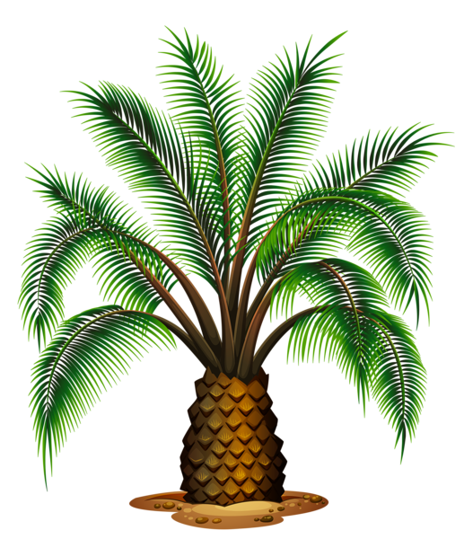 Small Palm Tree Transparent Picture | Gallery Yopriceville - High