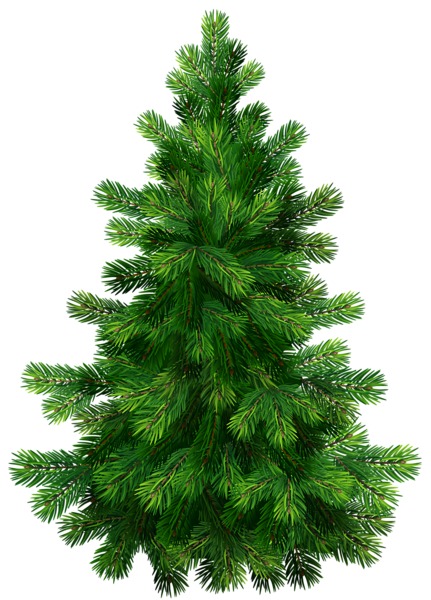 This png image - Transparent Pine Tree PNG Clipart Picture, is available for free download