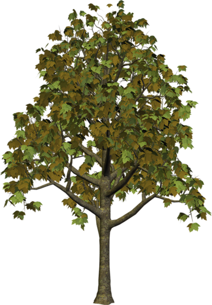 This png image - Tree Clipart, is available for free download