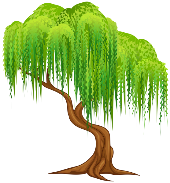 This png image - Willow Tree Transparent PNG Clip Art Image, is available for free download