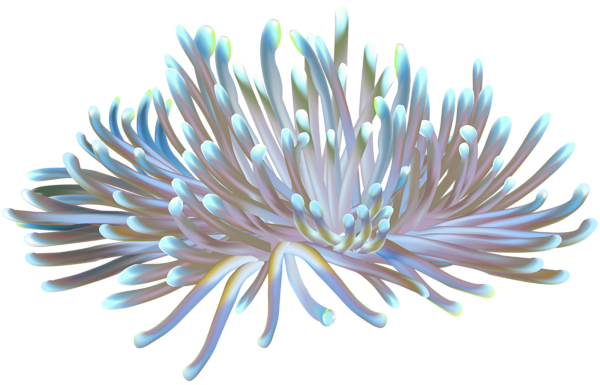 This png image - Coral Transparent PNG Clip Art Image, is available for free download