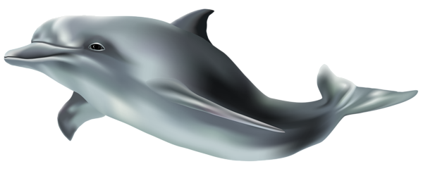This png image - Dolphin PNG Clip Art Image, is available for free download