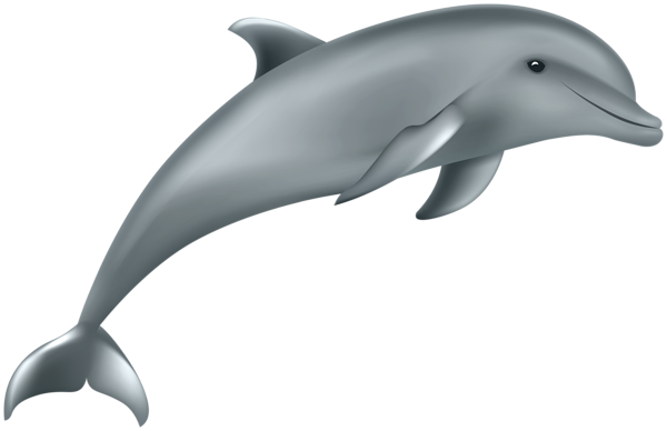 This png image - Dolphin PNG Clipart, is available for free download
