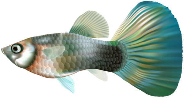 This png image - Female Guppy Fish PNG Clip Art, is available for free download