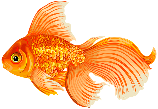 Gold Fish Clip Art PNG Transparent Image​