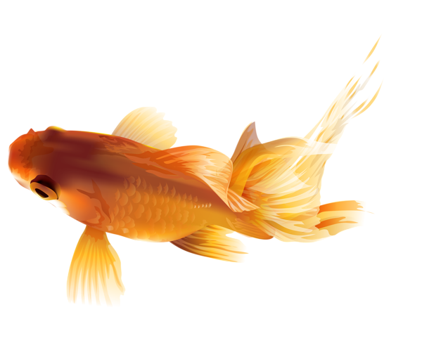 This png image - Goldfish PNG Transparent Clip Art Image, is available for free download