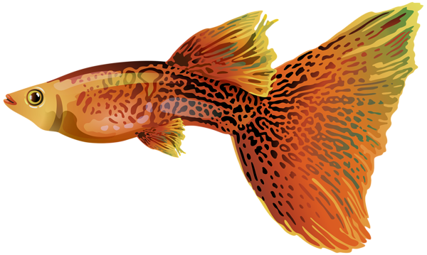 This png image - Guppy PNG Free Clip Art Image, is available for free download