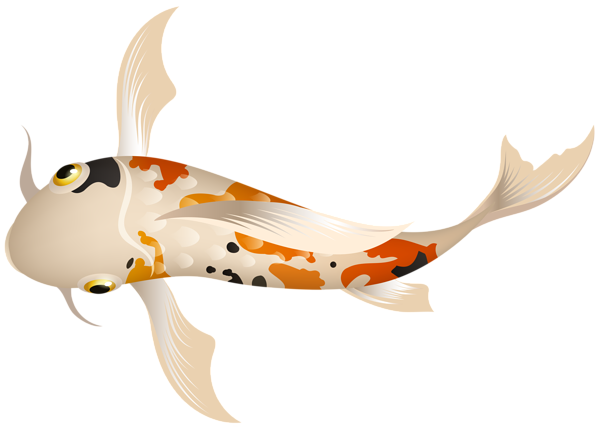 Koi Fish PNG Clipart | Gallery Yopriceville - High-Quality Free Images ...