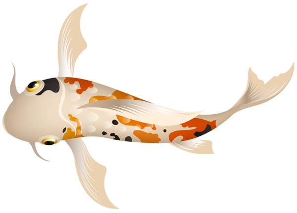 This png image - Koi Fish PNG Clipart, is available for free download
