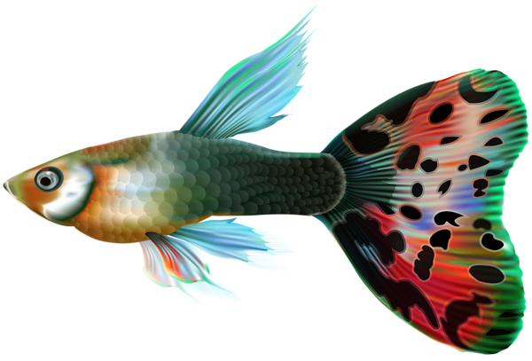 This png image - Male Guppy Fish PNG Clip Art, is available for free download