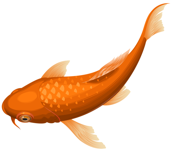 This png image - Orange Koi Fish Transparent Clip Art PNG Image, is available for free download