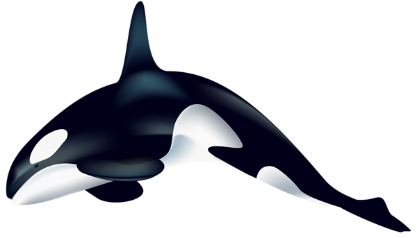 This png image - Orca PNG Transparent Clip Art Image, is available for free download